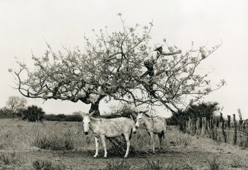 Flor Garduño - Paths of Life