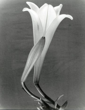Throckmorton Fine Art Gallery NYC - Points of Convergence