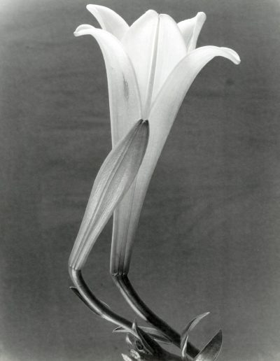 Throckmorton Fine Art Gallery NYC - Points of Convergence