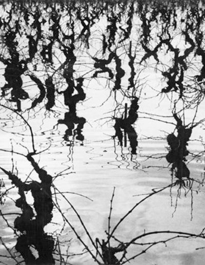 Lucien Clergue, Vigues, 1960 — gelatin silver print mounted on board, 17.125 x 20.675 in