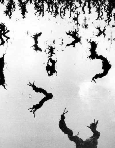 Lucien Clergue, Vigne inondé, Camargue, 1960 — gelatin silver print, 9.5 x 12 in
