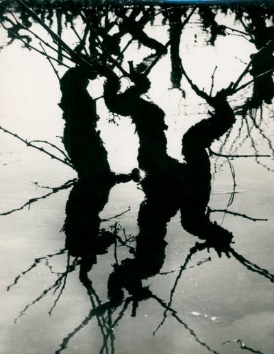 Lucien Clergue, Flooded Vine, Camargue, 1960 — gelatin silver print, 12 x 9.5 in