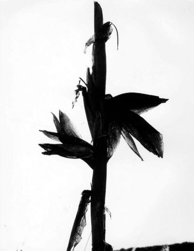 Lucien Clergue, Maïs, Camargue, 1960 — gelatin silver print, 12 x 9.5 in