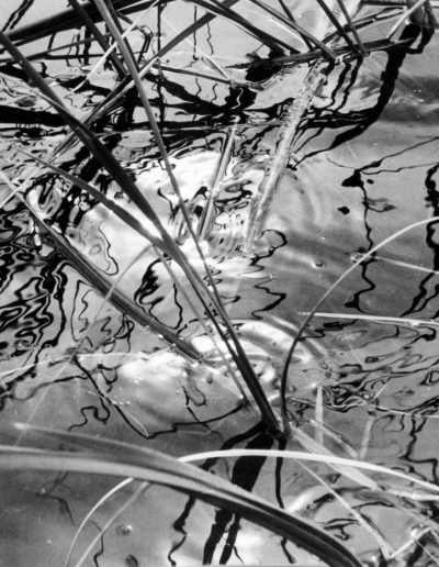 Lucien Clergue, Joncs, Camargue, 1962 — gelatin silver print, 9.5 x 12 in
