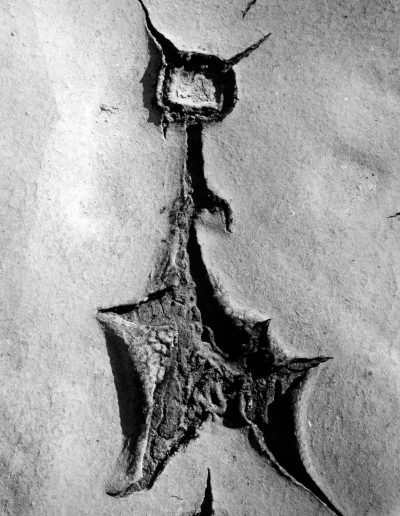 Lucien Clergue, Crack, Beauduc, 1966 — gelatin silver print, 11.75 x 15.75 in