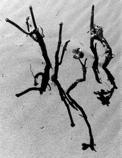 Lucien Clergue, Plage d'hiver, Faraman, Camargue, 2003 — gelatin silver print, 11.75 x 15.75 in